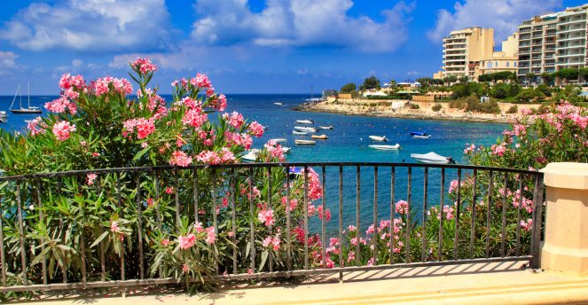 Colorful flowers bloom at the coast of the St Julian's, Malta